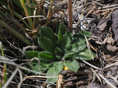 Pennellia longifolia