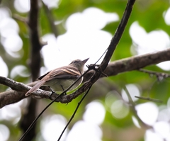 Cnemotriccus fuscatus