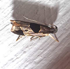 Helcystogramma hibisci