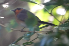 Symposiachrus trivirgatus