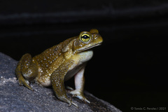Rhinella arenarum