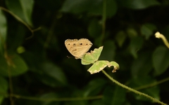 Junonia almana