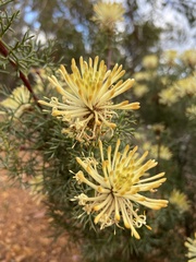 Isopogon
