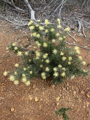 Isopogon