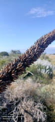 Xanthorrhoea drummondii
