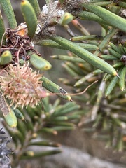 Euphorbiaceae