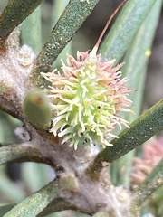 Euphorbiaceae