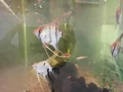 Pterophyllum scalare