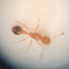 Cardiocondyla wroughtonii