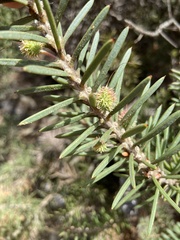 Euphorbiaceae
