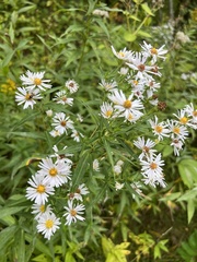 Symphyotrichum boreale