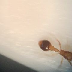Cardiocondyla wroughtonii