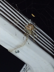Araneus gemmoides