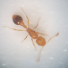 Cardiocondyla wroughtonii