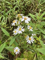 Symphyotrichum boreale