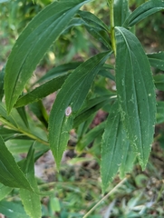 Botryosphaeria dothidea