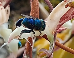 Euglossa