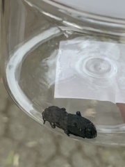 Phloeodes diabolicus