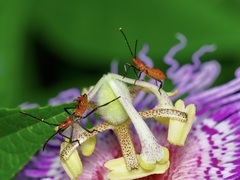 Leptoglossus phyllopus