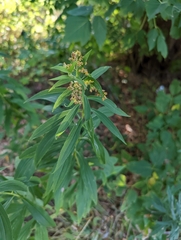 Botryosphaeria dothidea