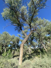 Populus fremontii