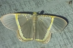 Phrygionis privignaria