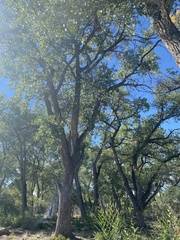 Populus fremontii