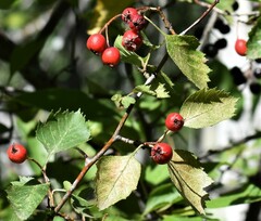 Crataegus chrysocarpa