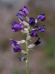 Oxytropis lambertii
