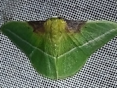 Tachyphyle basiplaga