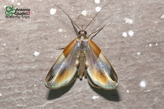 Cacyparis tenuipalpis