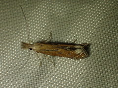 Isophrictis magnella
