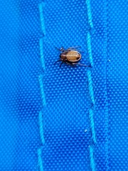 Araniella displicata