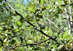 Crataegus chrysocarpa
