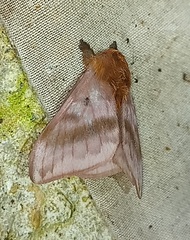 Hylesia dalina