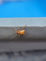 Araniella displicata