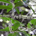 Myrsine subsessilis - Photo (c) paluma, algunos derechos reservados (CC BY-NC), subido por paluma