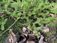 Lycopodium