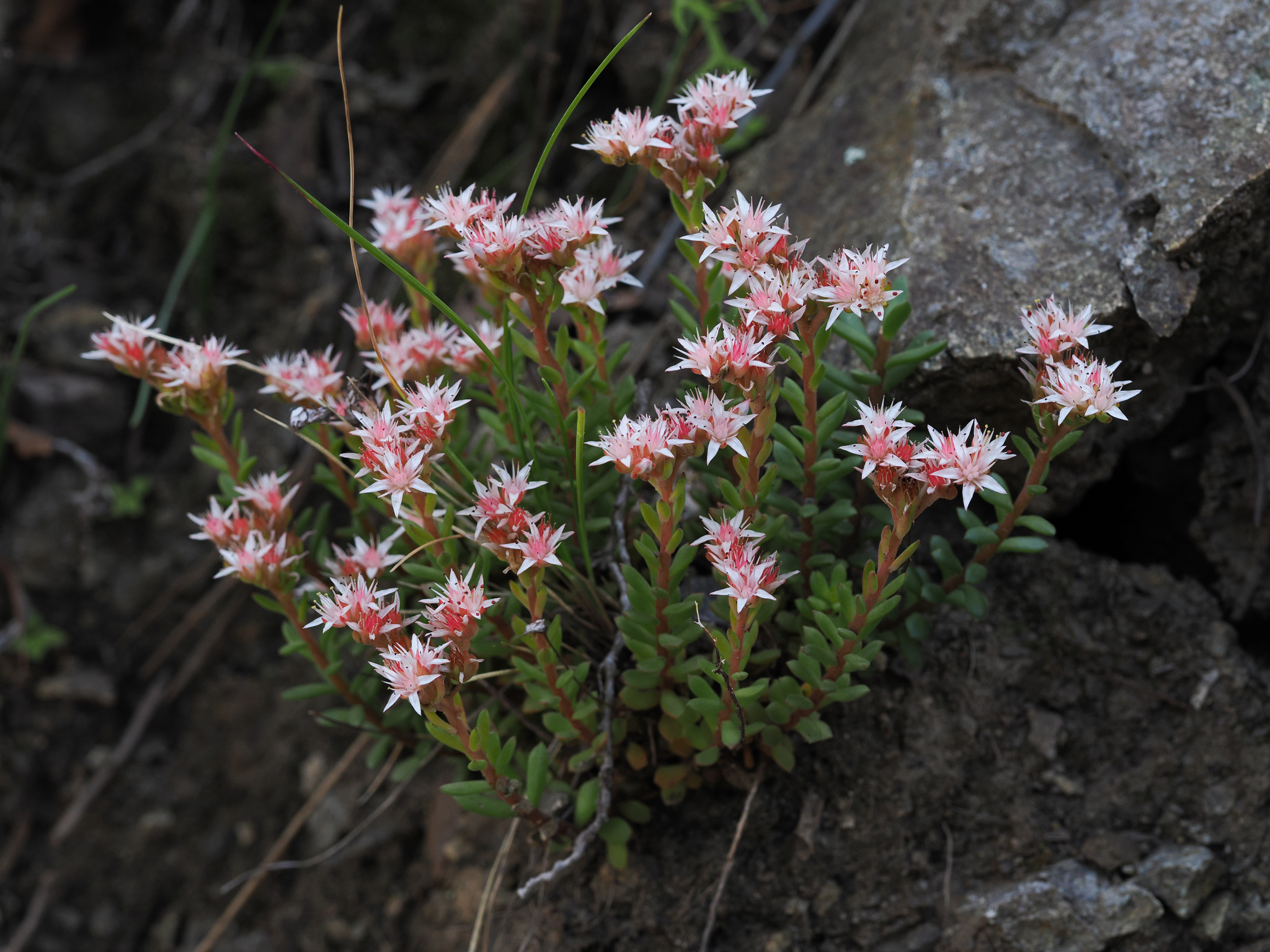 Sedum cockerellii