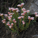 Cockerell’s Stonecrop - Photo (c) David Greenberger, some rights reserved (CC BY-NC-ND), uploaded by David Greenberger