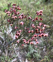 Daviesia brevifolia