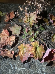Heuchera