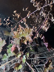 Heuchera