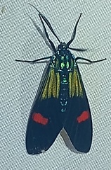 Belemnia inaurata