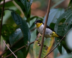 Hemithraupis flavicollis