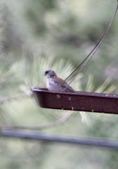 Junco hyemalis dorsalis
