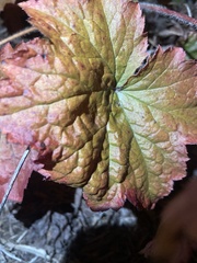 Heuchera