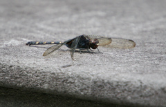 Erythemis plebeja