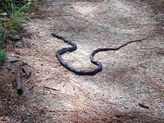 Coluber constrictor priapus