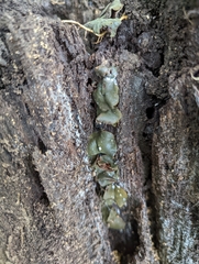 Chlorencoelia versiformis